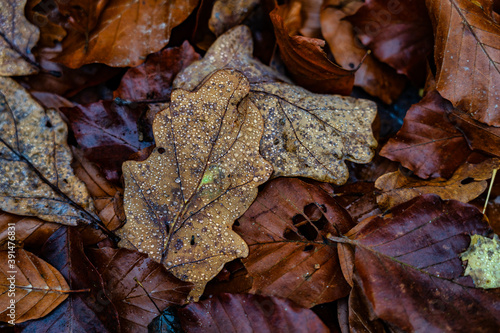 Herbstlaub mit Wassertropfen