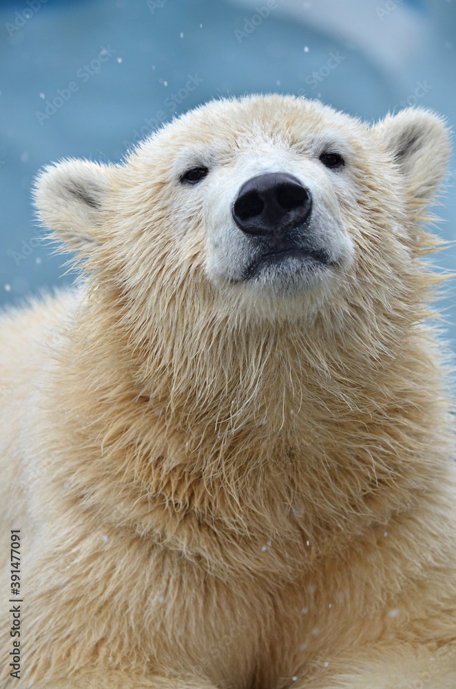 polar bear cub