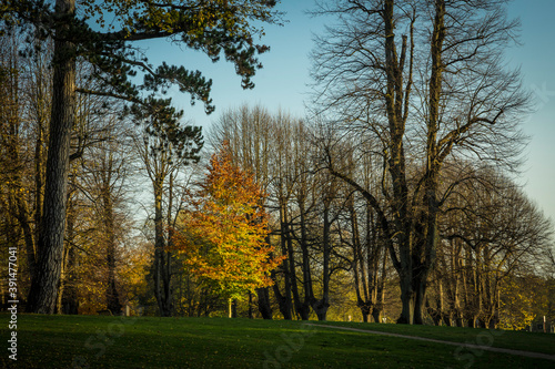 autumn trees in the park