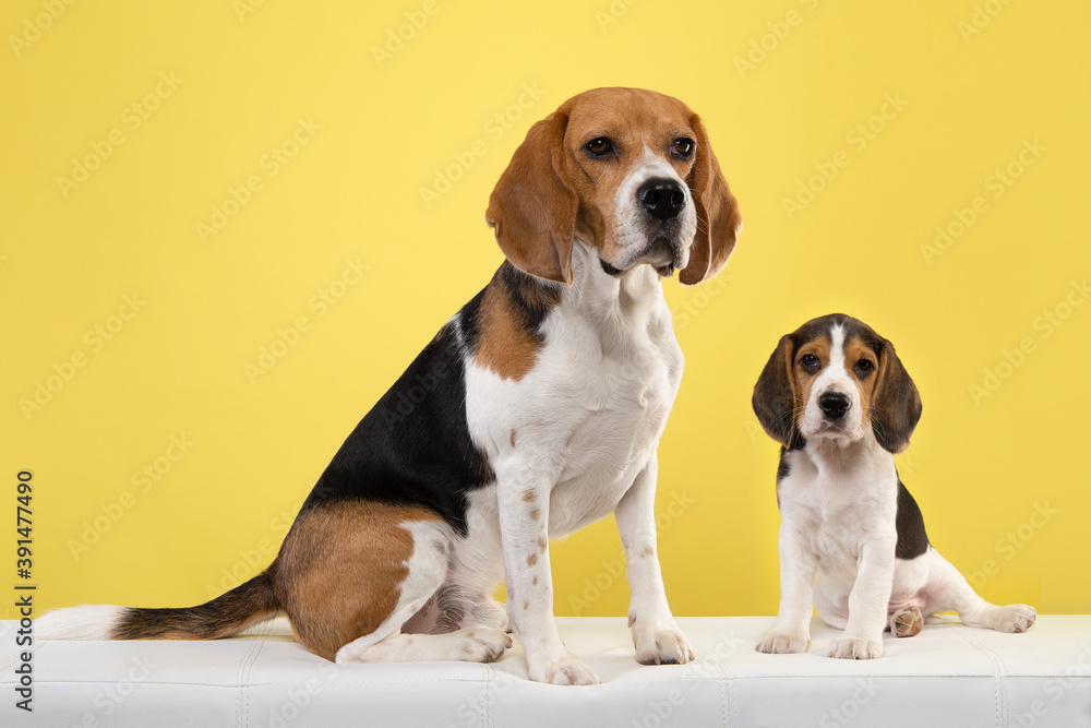 Adult and puppy beagle together sitting on a yellow background