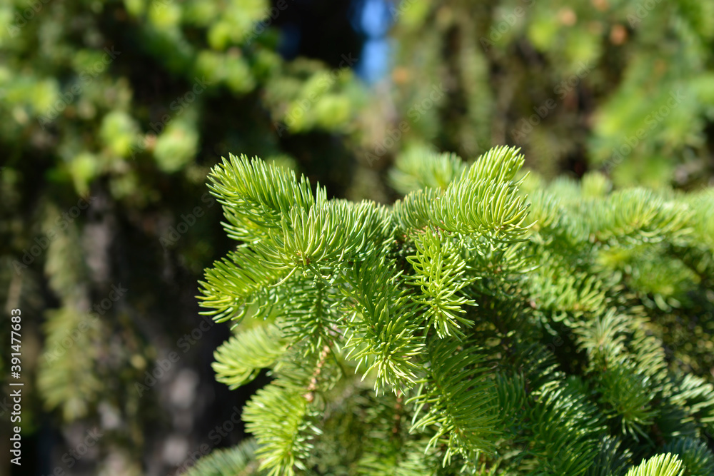 Colorado blue spruce Colorado blue spruce