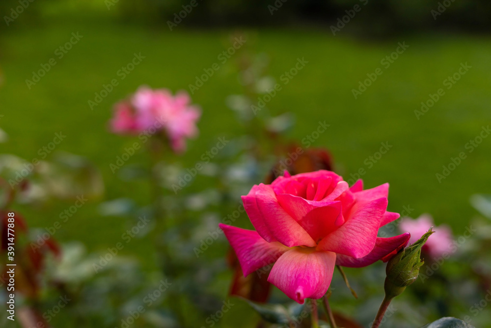 Tver. roses in the Park of the Imperial travel Palace. Summer day Tver. roses in the Park of the Imperial travel Palace. Summer day