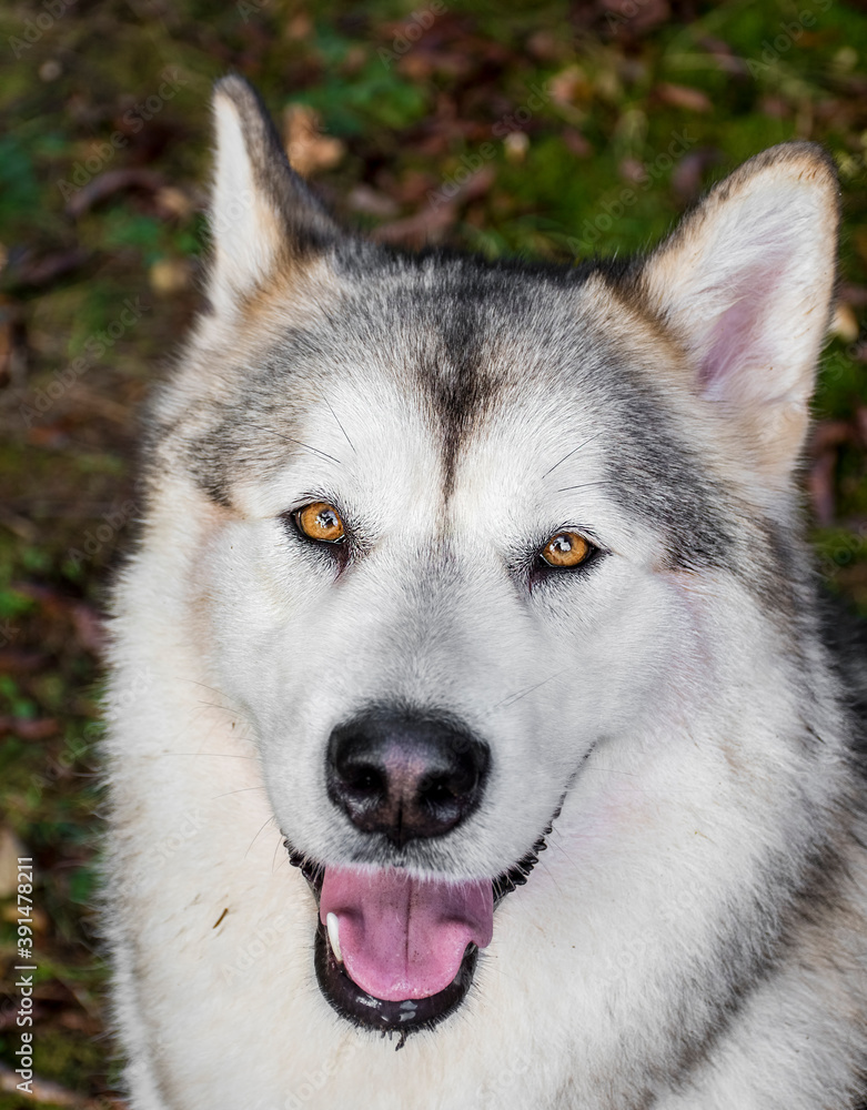 Obraz premium Portrait of a smiling Alaskan Malamute girl. The animal is watching straight into the camera but the ears are listening to sounds around her. Selective focus on the eyes of a pet, blurred background.