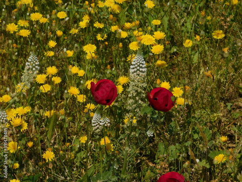 Wild flowers in a spring field, in Attica, Greece. White resedas, red poppies, and yellow dandelions