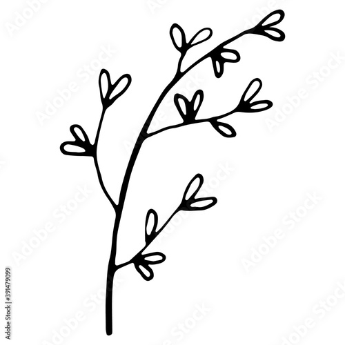 Hand drawn wedding herb  plant