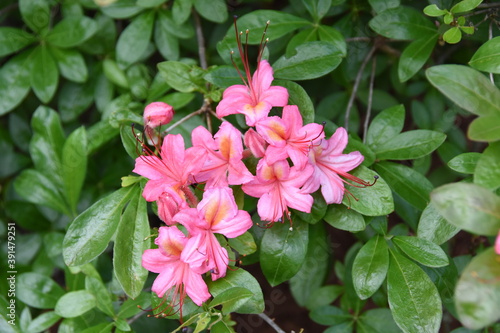 Pink and Sweet Azalea  Viscosum Azalea   broadleaf evergreen shrub with extremely fragrant light pink trumpet-shaped flowers