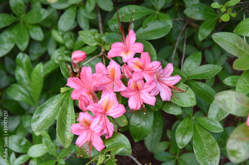 Pink and Sweet Azalea (Viscosum Azalea), broadleaf evergreen shrub with extremely fragrant light pink trumpet-shaped flowers