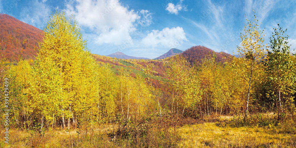 Fototapeta premium yellow autumnal landscape in mountains. beautiful nature scenery with beech forest in yellow foliage. warm sunny weather beneath a blue sky. carpathian countryside