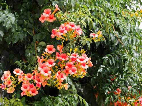 (Campsis radicans) Dunkelrot und orangefarbige Amerikanische Klettertrompete. Dekorativen Blüten an Mauern gepflanzt photo