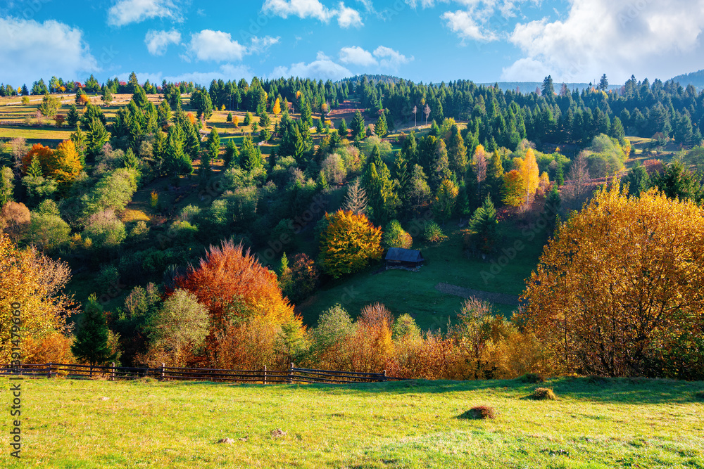 Fototapeta premium autumnal rural landscape in mountains. grass on the hill, trees in colorful foliage. beautiful nature scenery. sunny morning weather with fluffy clouds on the sky