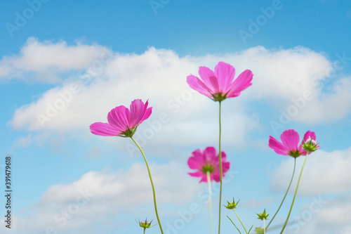 Fototapeta Naklejka Na Ścianę i Meble -  pink cosmos flowers against sky