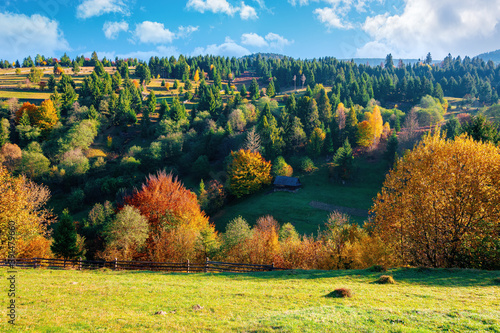 autumnal rural landscape in mountains. grass on the hill, trees in colorful foliage. beautiful nature scenery. sunny morning weather with fluffy clouds on the sky