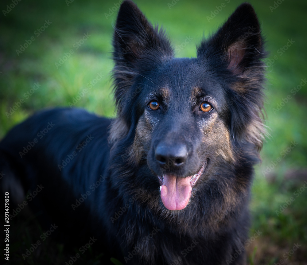 Outdoorportrait junger Schäferhund Outdoorportrait junger Schäferhund