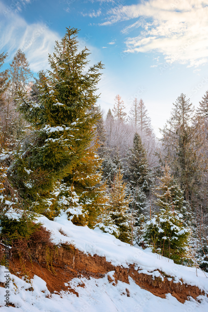 forest on a misty morning. trees in hoarfrost. beautiful winter scenery in foggy weather forest on a misty morning. trees in hoarfrost. beautiful winter scenery in foggy weather