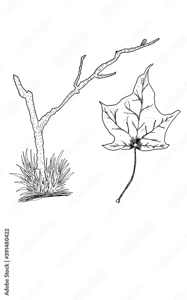 Tree branch in the grass and lonely autumn leaf. Hand drawn illustration