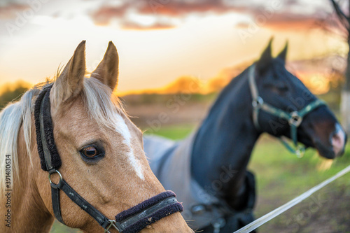 Zwei Pferde auf einer Weide im Sonnenuntergang