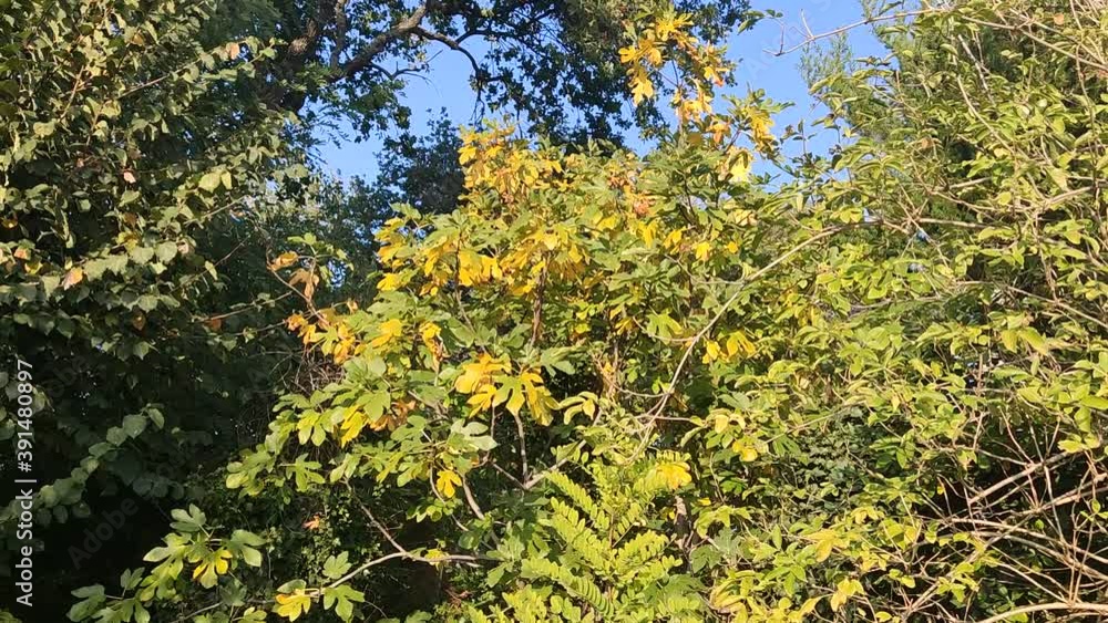 I colori delle foglie sugli alberi in autunno I colori delle foglie sugli alberi in autunno
