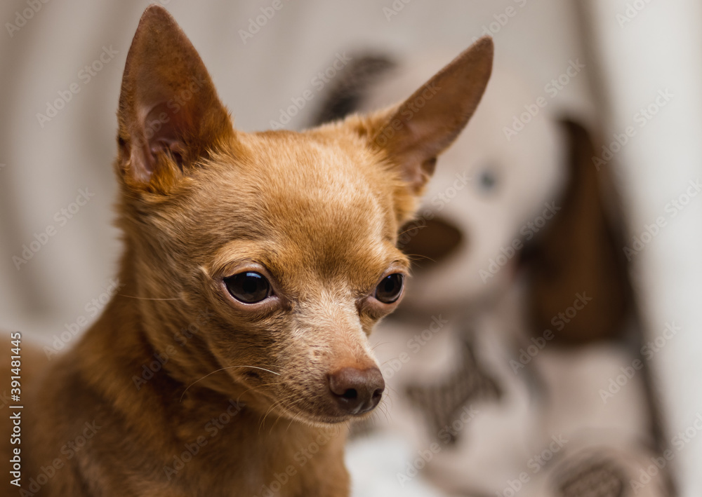 Portrait of small, cute dog with big eyes and drooping ears. Close-up.