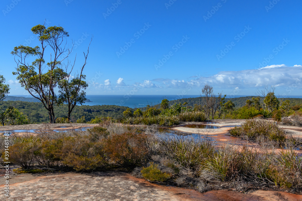 Australian Bush with Tessellated Rock Australian Bush with Tessellated Rock