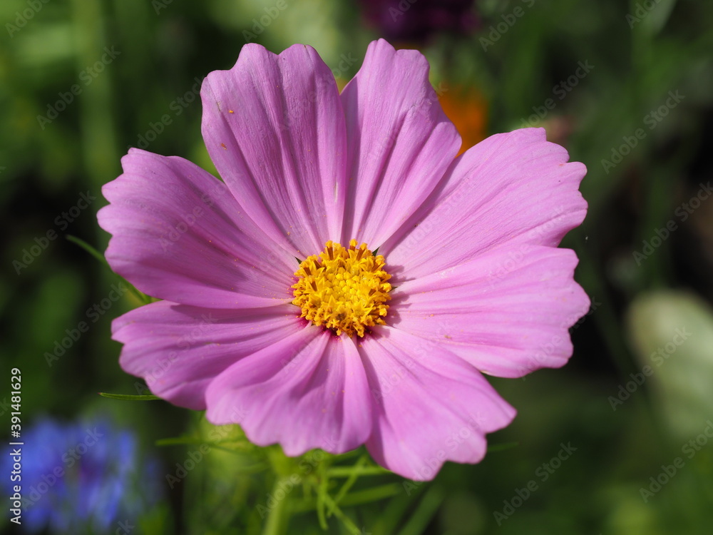 Farbenprächtige Schmuckkörbchen bzw. Kosmeen (Cosmos bipinnatus) Farbenprächtige Schmuckkörbchen bzw. Kosmeen (Cosmos bipinnatus)