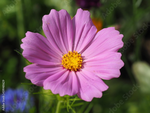 Farbenpr  chtige Schmuckk  rbchen bzw. Kosmeen  Cosmos bipinnatus 