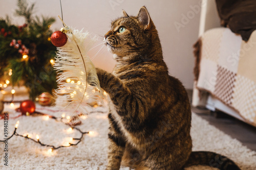 Fototapeta Naklejka Na Ścianę i Meble -  Brown cat play near the Christmas tree.