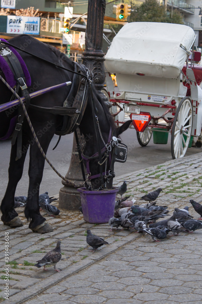 horse-drawn carriage