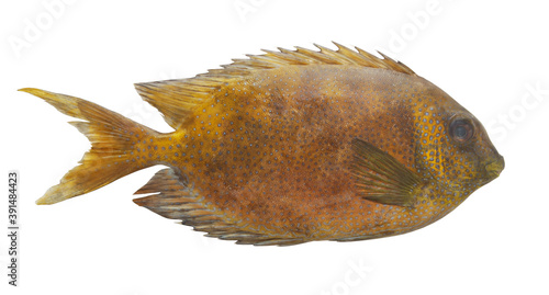 Spotted rabbitfish or spinefoot isolated on white background	 photo