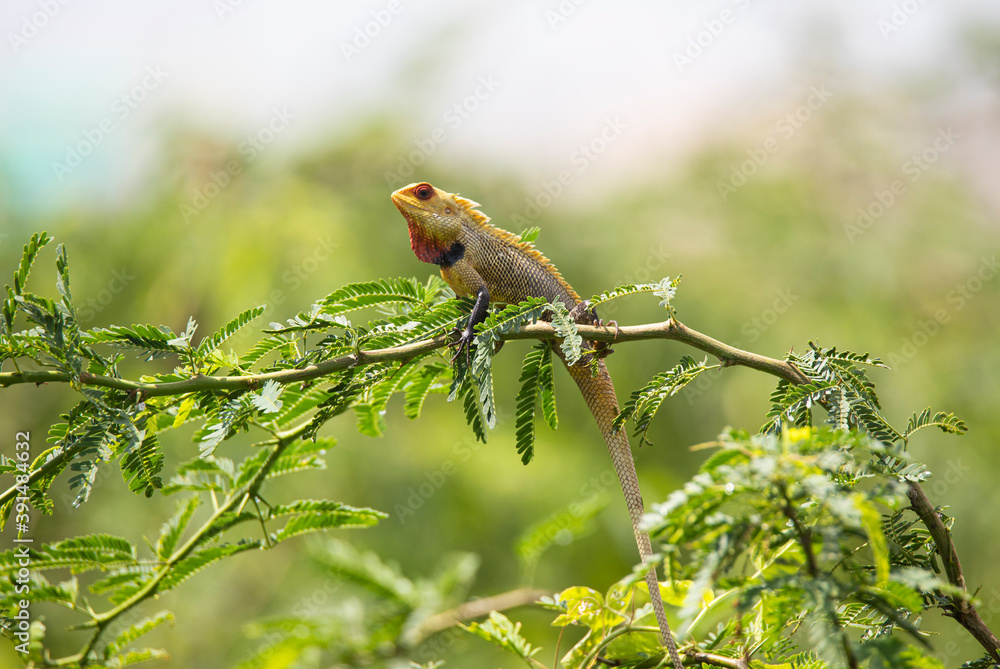 Oriental garden lizard in a tree branch Oriental garden lizard in a tree branch