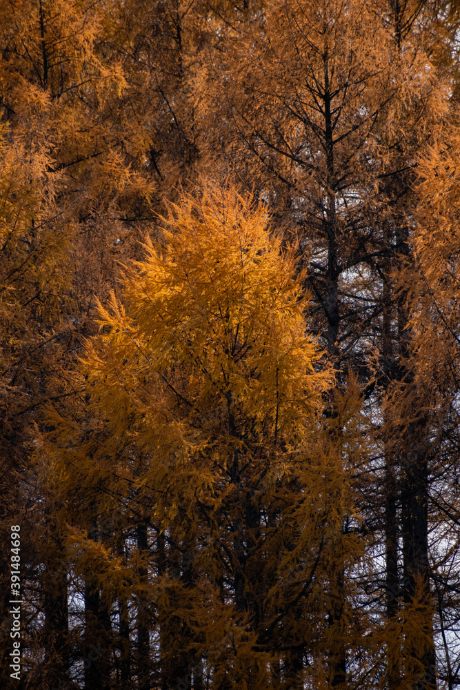 Fototapeta premium 秋の黄金色のカラマツ林