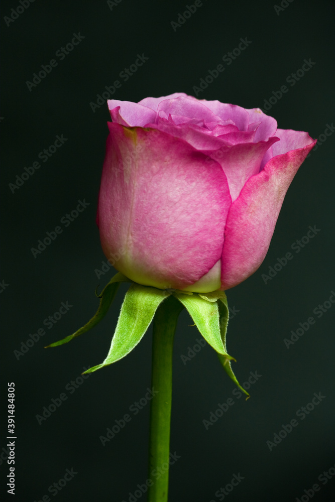 Pink Rose Pink Rose