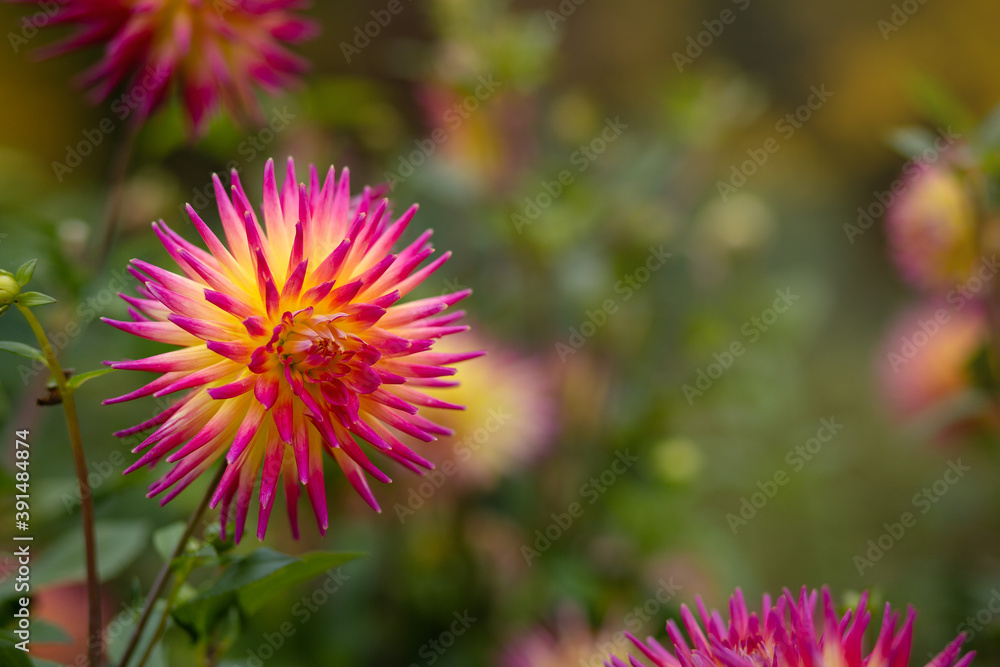 Flower of pink-orange dahlia outdoor, close up, selective focus, copy space