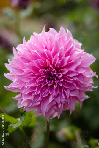 Flower of pink dahlia outdoor  close up  selective focus