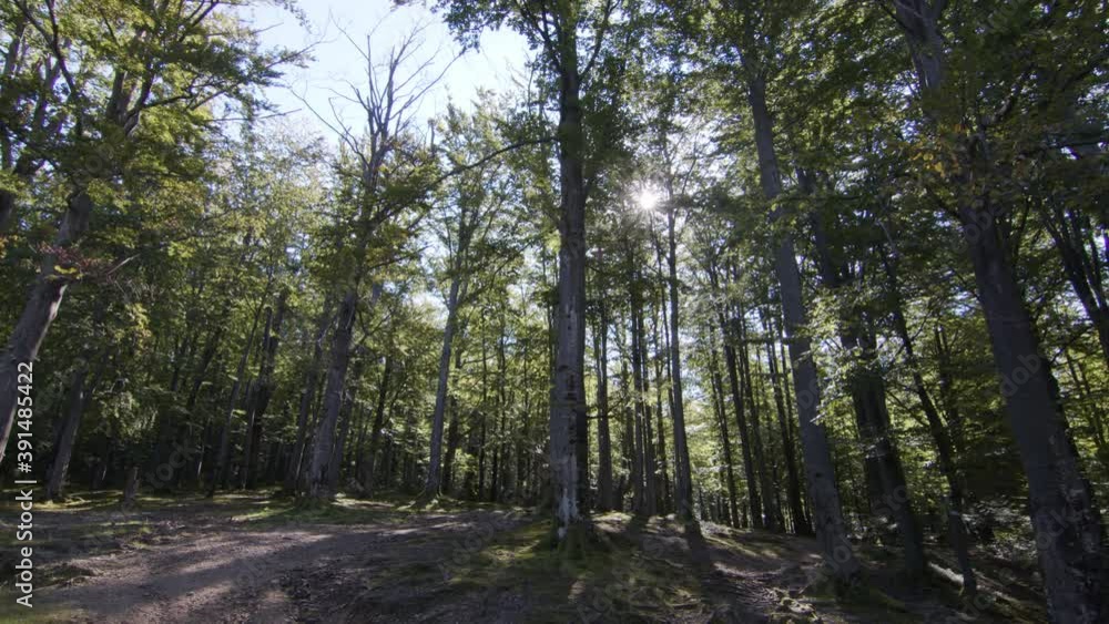 fabulous autumn forest. Silence, calmness and relaxation concept. Cozy sunny forest in the morning. fabulous autumn forest. Silence, calmness and relaxation concept. Cozy sunny forest in the morning.