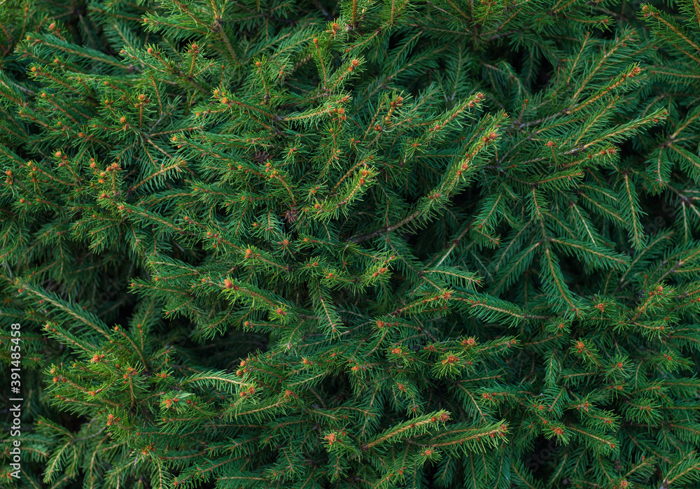 fir tree branches close up - obrazy, fototapety, plakaty 