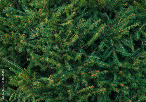 fir tree branches close up
