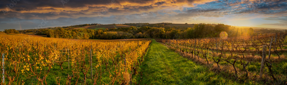 Vineyard Sunrise in Bordeaux Vineyard,France, High quality photo