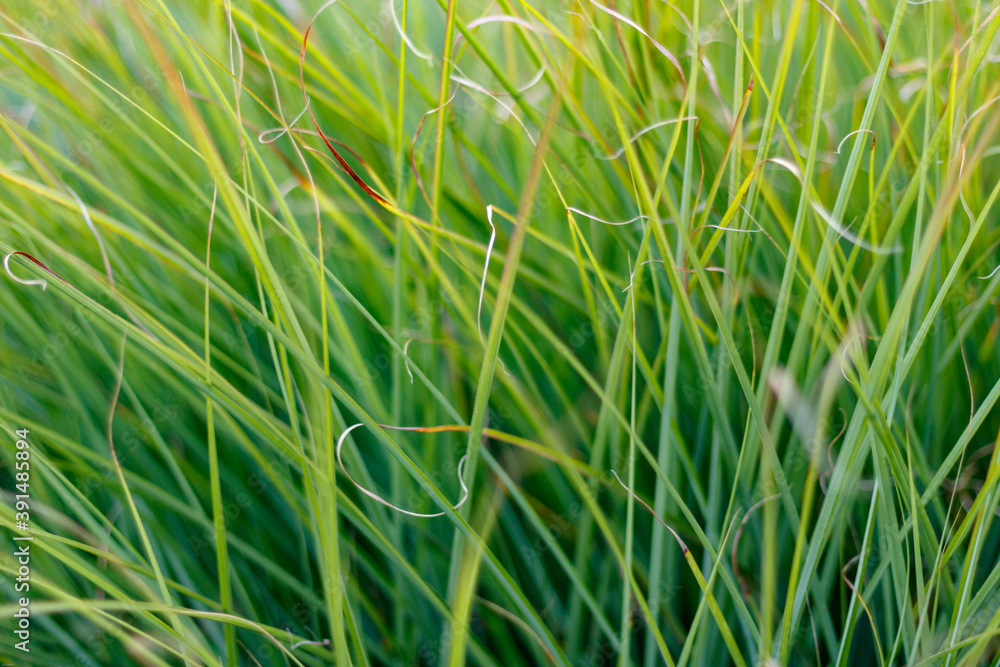 green grass background, close up and full frame green grass background, close up and full frame