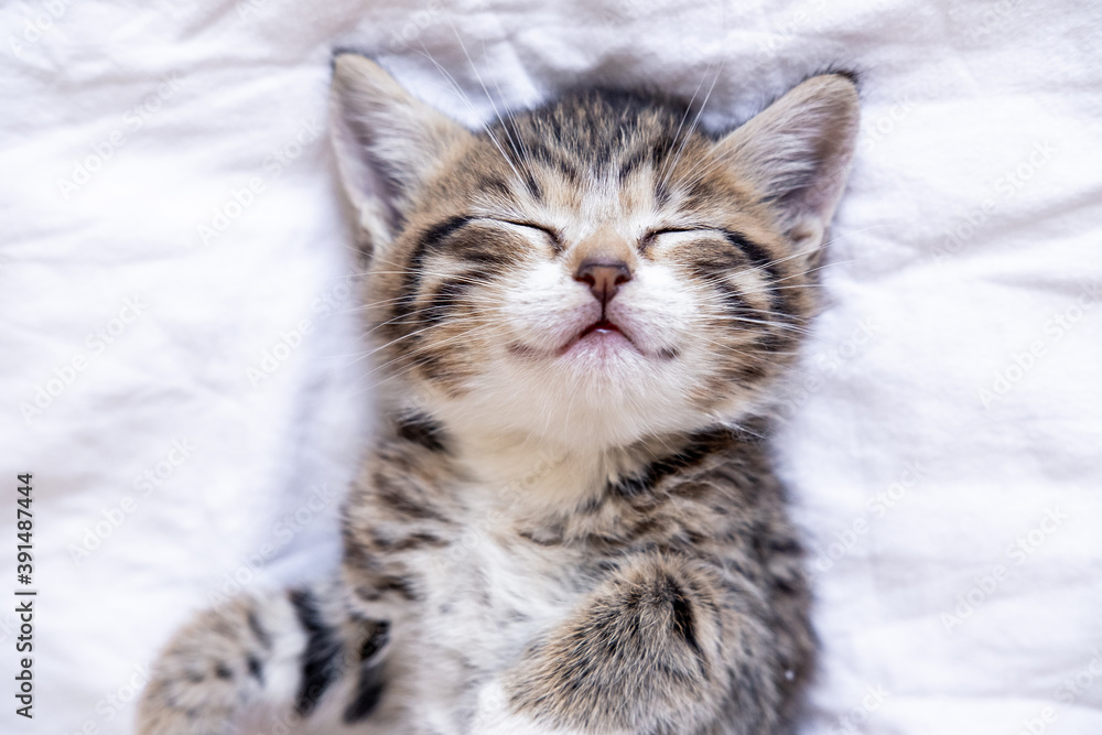 Small smiling striped kitten lying on back sleeping on white blanket. Concept of cute adorable pets cats.