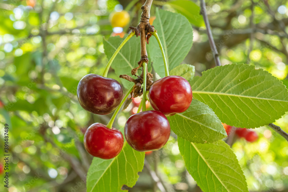 Obraz premium Cherry tree on a bright Sunny day