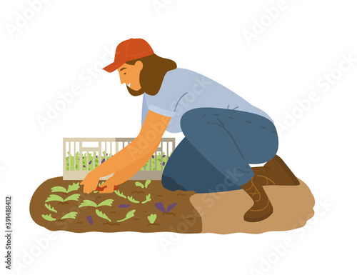 Woman Farmer Working Collecting Salad Leaves. Flat Vector Illustration. 
