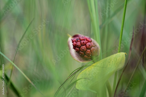 Konstfotografi Calla (bog arum, marsh calla, wild calla, squaw claw, and water-arum)