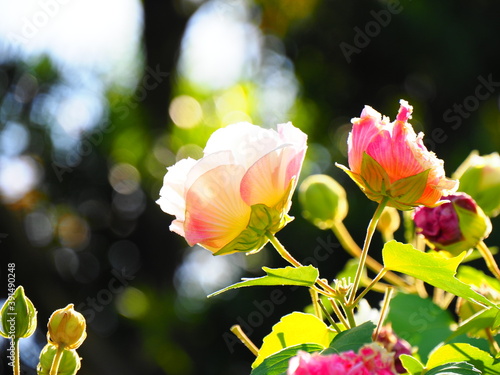 Konstfotografi 酔芙蓉