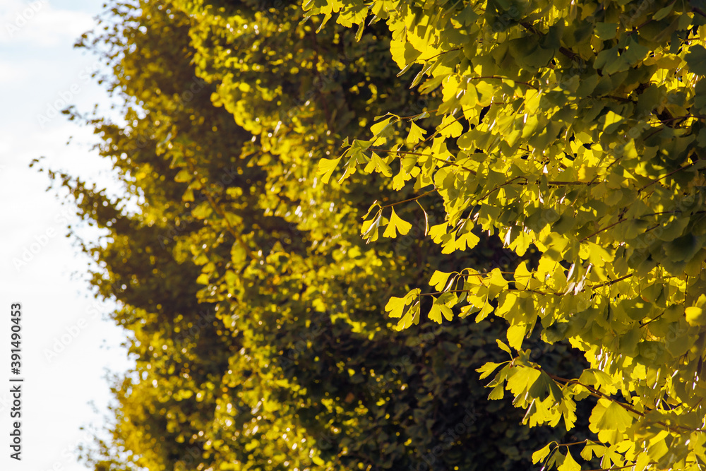 Obraz premium 秋のイチョウ並木