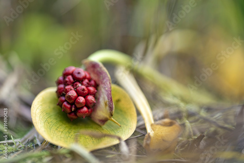Canvastavla Calla (bog arum, marsh calla, wild calla, squaw claw, and water-arum)