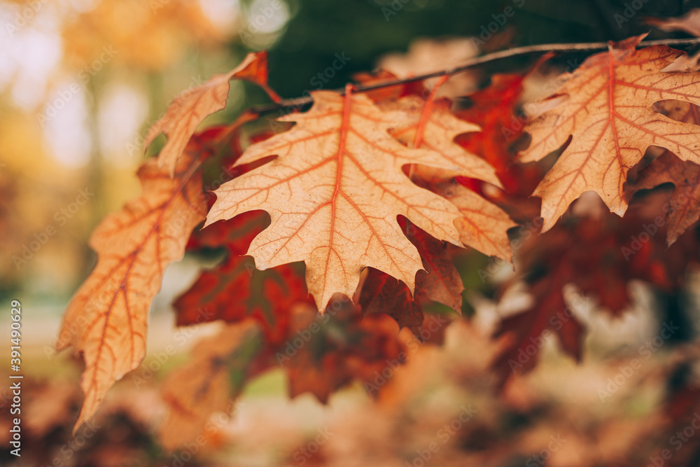 Beautiful red oak leaves in the autumn forest. Beautiful red oak leaves in the autumn forest.