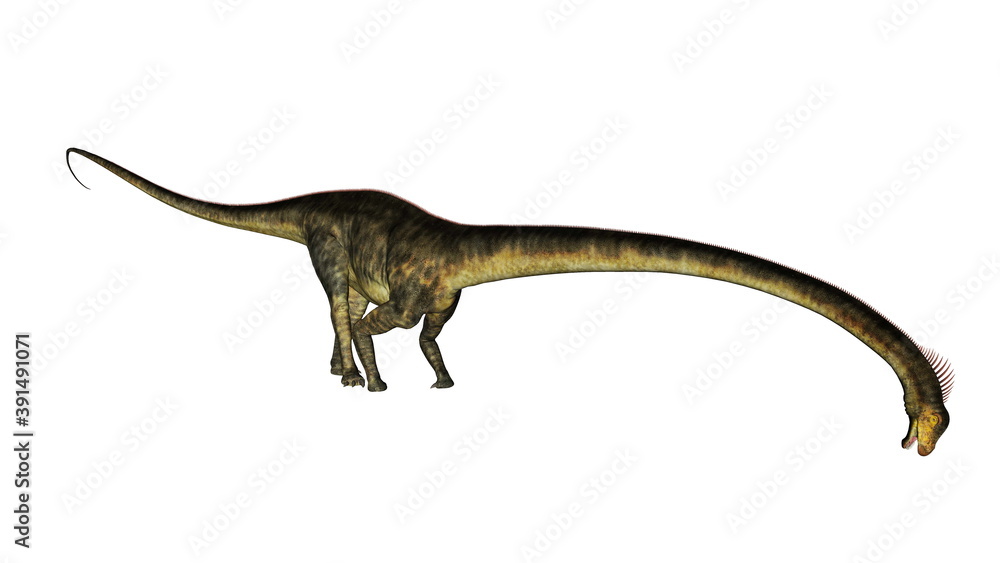 Obraz premium Barosaurus dinosaur isolated in white background - 3D render