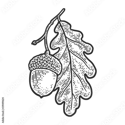 acorn with oak leaf sketch engraving vector illustration. T-shirt apparel print design. Scratch board imitation. Black and white hand drawn image.