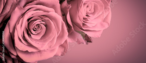 Beautiful pink roses on old pink background with dark vignette frame. Romantic floral banner. 