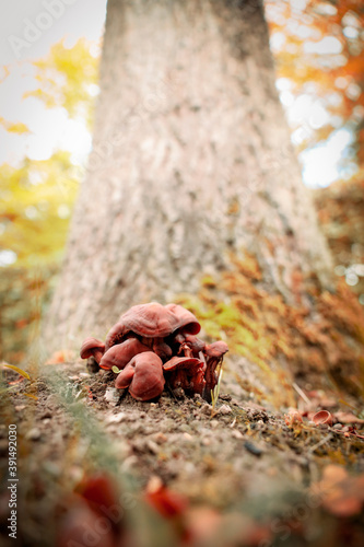 Beautiful boletus with red hat and thick leg collected by mushroom picker by tree in pine forest.